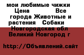 мои любимые чижки › Цена ­ 15 000 - Все города Животные и растения » Собаки   . Новгородская обл.,Великий Новгород г.